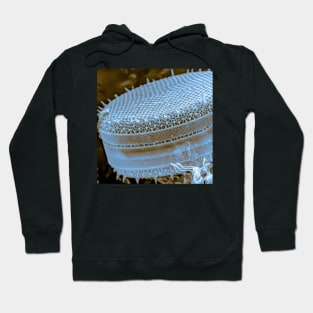 Diatom - Thalassiosira (SEM) Hoodie